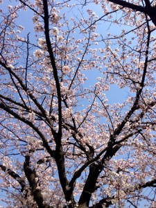 桜